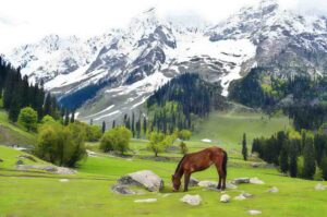 Top 10 Must-Visit Places in Kashmir: Your Ultimate Travel Guide